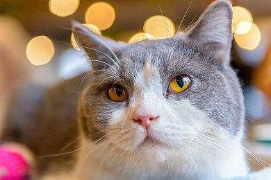 《罪恶装备：Strive》漏洞正在被官方全力调查